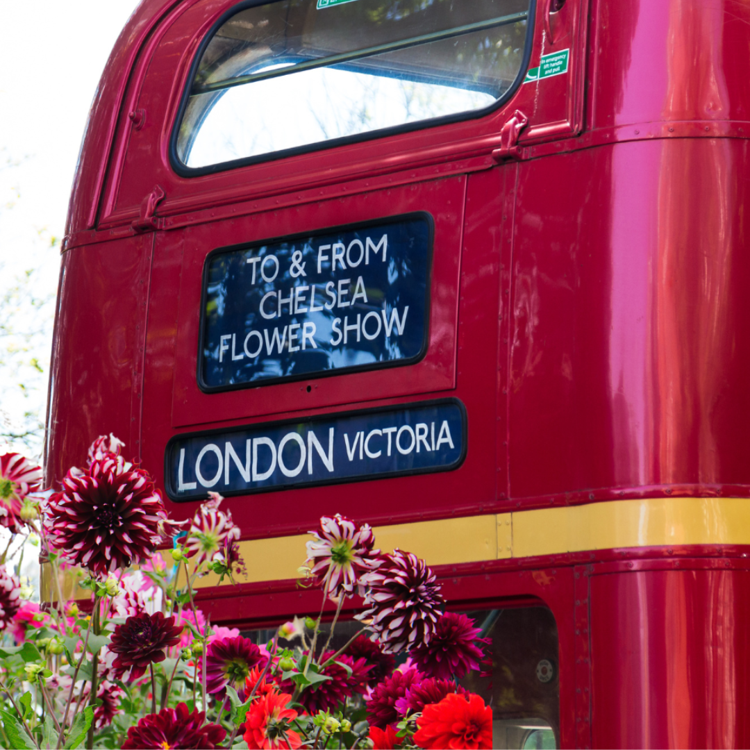 A Red London Bus Headed to Chelsea Flower Show
