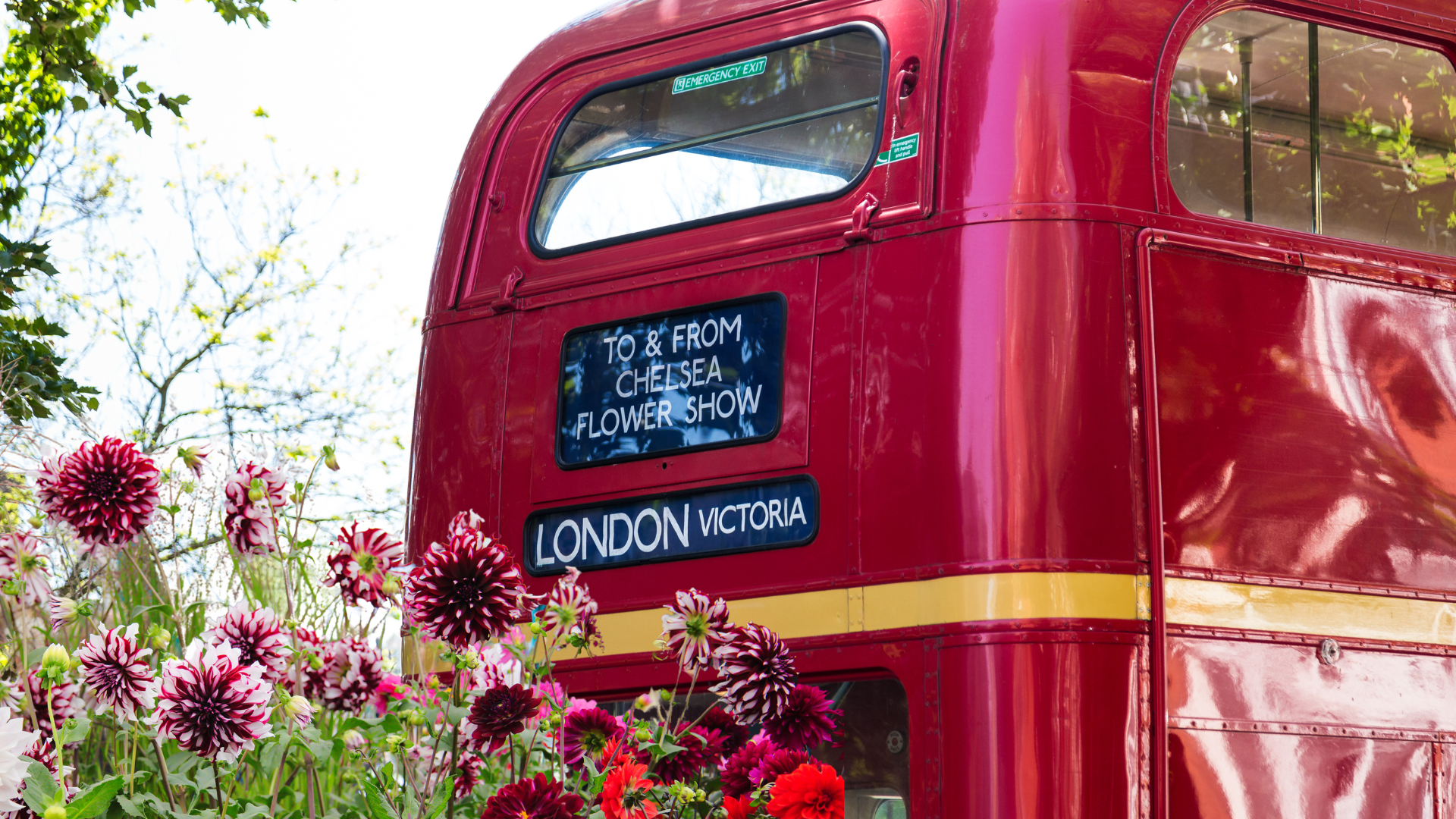 A Red London Bus Headed to Chelsea Flower Show